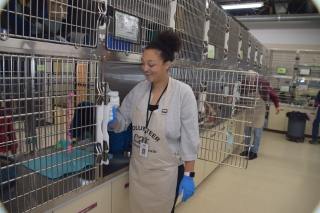 A Cat Adoption Team volunteer visitng the kennels