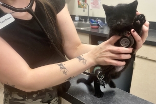 A SafeHaven Humane Society staff member holding a black kitten