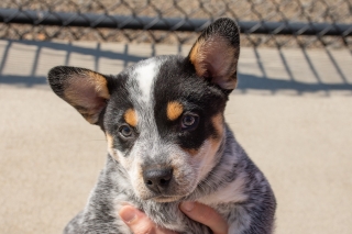 An Australian Cattle Dog puppy