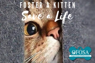 Oregon Friends of Shelter Animals foster a kitten