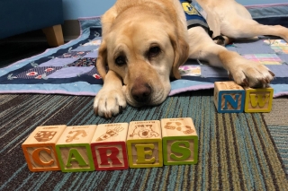Photo of a dog with CARES NW blocks