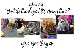 Photos of dogs doing agility training