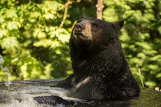 Photo of a bear
