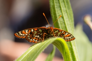 Photo of a checkerspot butterfly