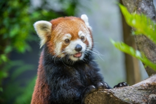 Photo of a red panda